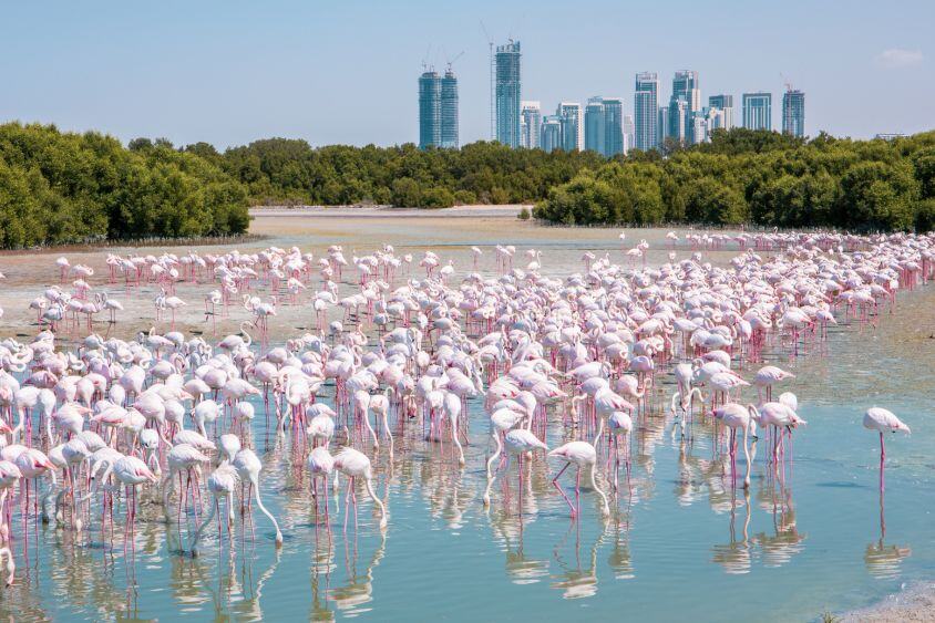 flamingos in dubai