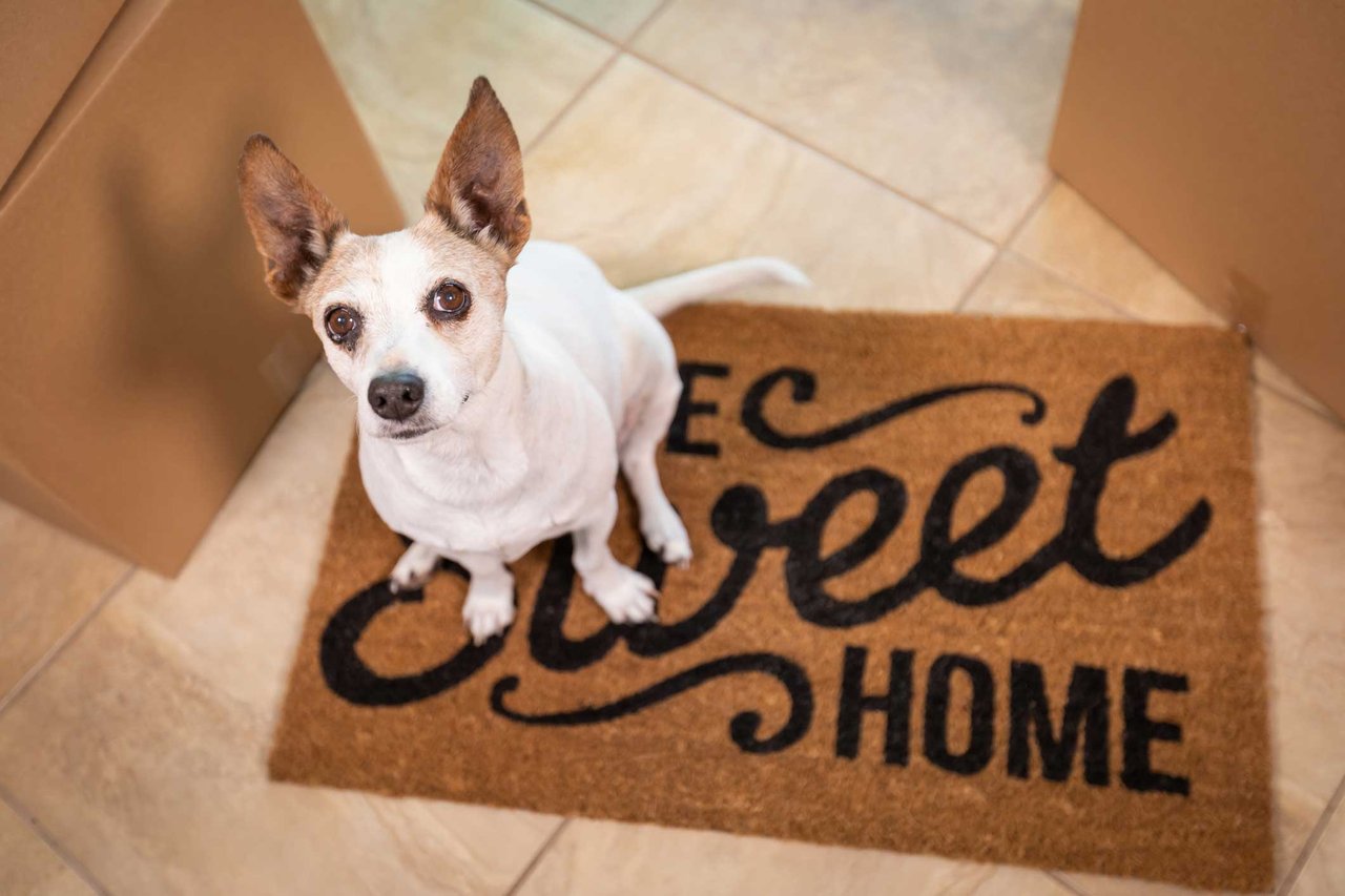 dog-sitting-on-home-sweet-home-door-mat